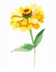 Wall Mural - Hand drawn watercolor yellow zinnia flower isolated on white background