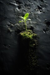 Wall Mural - Green sprout growing in stone slab - rebirth