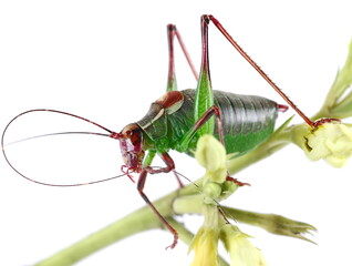 Wall Mural - Barbitistes serricauda, Saw tailed Bush Cricket isolated on white