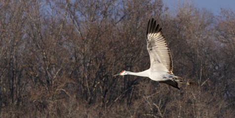 Wall Mural - Sandhill Cranes in flight