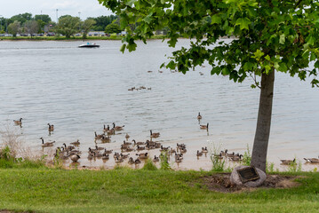 Wall Mural - Canada Geese And Goslings On Fox River Shoreline Near De Pere, Wiscoinsin