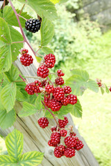 Wall Mural - Fresh blackberry in the garden