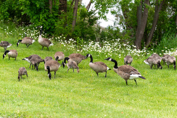 Wall Mural - Canada Geese And Goslings On Fox River Shoreline Near De Pere, Wiscoinsin