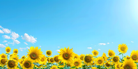 Canvas Print - Bright and cheerful sunflower field with a clear blue sky, providing a sunny and uplifting backdrop, ideal for a summer sale or outdoor event banner