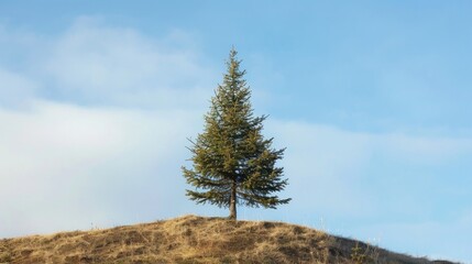 Wall Mural - Solitary fir tree on the hill against the backdrop of the sky