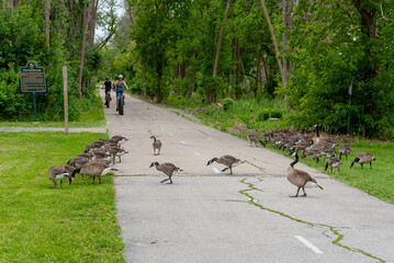 Wall Mural - Canada Geese And Goslings Crossing The Fox River Trail At De Pere, Wisconsin