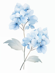 Wall Mural - soft blue watercolor hydrangea petals on transparent background, japanese art style