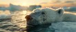 © Rona_65 - A polar bear on a melting ice floe, distressed look, setting sun in the background