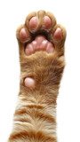cute ginger cat paw , orange tabby cat hand, kitten leg , PNG transparent background