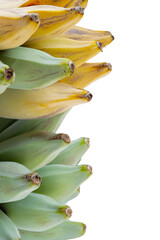 Sticker - Fresh banana fruit, Silver bluggoe or Musa ABB group banana