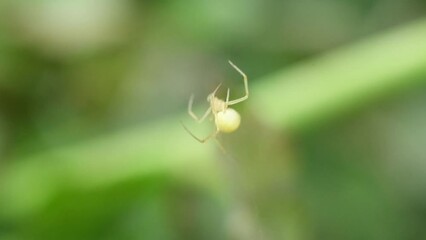 Close up shot of a yellow tiny spider