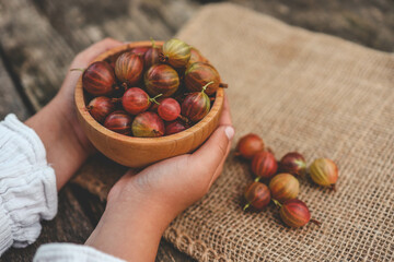 Wall Mural - Close-up of a woman's hands holding organic gooseberry