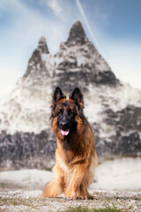 Wall Mural - german shepherd dog in the mountains