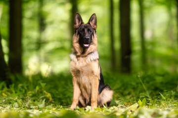 Wall Mural - german shepherd dog