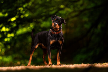 Wall Mural - portrait of a dog