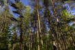 © rsooll - pine forest with tall trees against a blue sky background