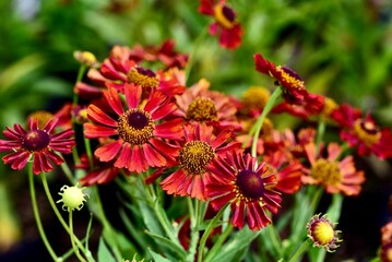 Wall Mural - Close-up shot of vibrant red Sneezeweed flowers in full bloom with green foliage in the background