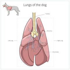 Lungs of the dog medical veterinary PNG illustration