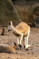 Kangaroo standing on sandy ground while another kangaroo rests nearby in a natural habitat