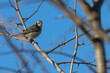 © Lecia Michelle - Myrtle warbler perched in a tree.