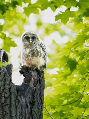 Wall Mural - A portrait of a barred owlet perched atop a broken tree trunk in spring