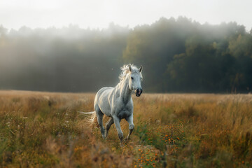 A beautiful white horse sprints across a verdant autumn field, showcasing its healthy and happy demeanor.