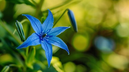 Wall Mural - Closeup of a vivid blue starshaped flower with a blurred background highlighting the delicate beauty of spring blossoms : Generative AI