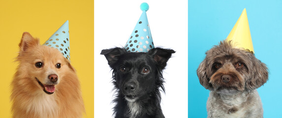 Wall Mural - Cute birthday dogs in party hats on different color backgrounds, collage of portraits