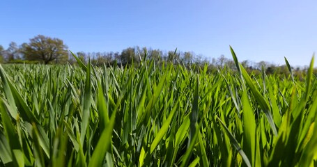 Wall Mural - green wheat in the field in spring, winter wheat for a large harvest