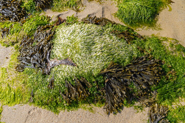 Poster - Seetang und Muscheln bei Ebbe an einem Strand der Bretagne