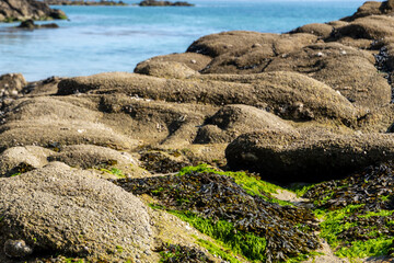 Sticker - Seetang und Muscheln bei Ebbe an einem Strand der Bretagne