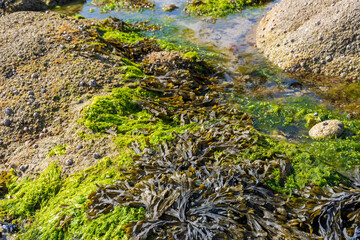 Sticker - Seetang und Muscheln bei Ebbe an einem Strand der Bretagne