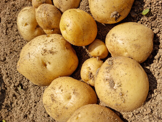 Wall Mural - Fresh potatoes on the farm.