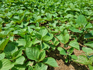 Wall Mural - Perilla seedlings grown by sowing seeds in rural areas.