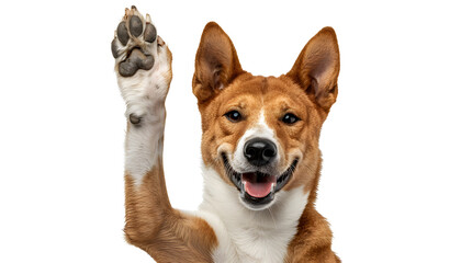 Wall Mural - Fawncolored dog with white markings waving its paw in the air