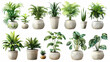 © ak159715 - Set of different plants in pots isolated on white background illustration