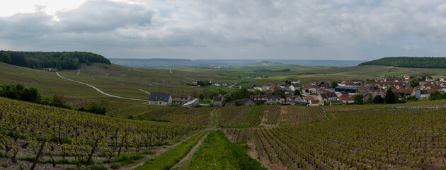 Wall Mural - Landscape with green grand cru vineyards near Cramant, region Champagne, France. Cultivation of white chardonnay wine grape on chalky soils of Cote des Blancs.