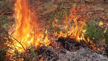 Canvas Print -  Wildfire rages in a forest consuming dry vegetation