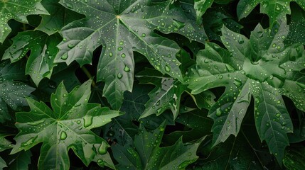 Wall Mural - Background comprised of papaya leaves with water droplets