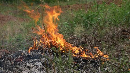 Poster -  Wildfire rages in a field threatening the surrounding vegetation