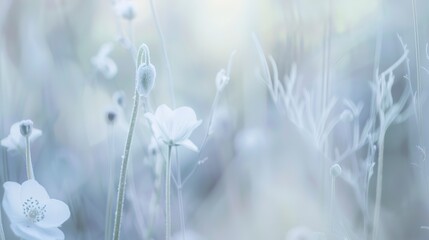 Wall Mural - Winter garden blooms, close-up, frosty morning, pale colors, clear focus, tranquil 