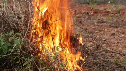 Poster -  Wildfire engulfs dry brush in a field