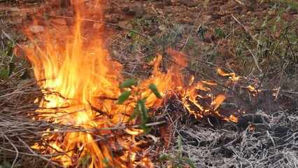 Canvas Print -  Wildfire rages through a forest consuming everything in its path