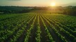 © TranNgoc - An aerial perspective from a drone over a vineyard, showcasing the neat rows of grapevines and the orderly layout of the fields. Minimalist design with realistic elements