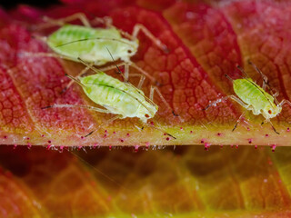 Wall Mural - Aphid Colony Close-up. Greenfly or Green Aphid Garden Parasite Insect Pest Macro