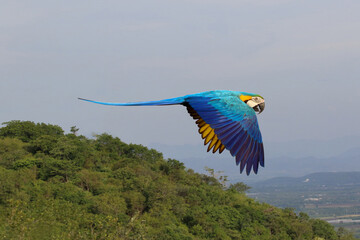 Wall Mural - Beautiful parrot flying over the mountain. Free flying bird
