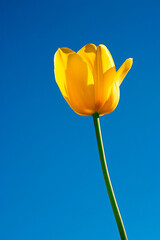 Poster - Close-up of a yellow tulip against a clear blue sky. The simplicity and color contrast create a striking and uplifting image