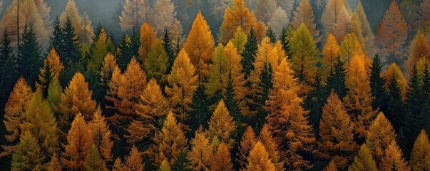 Wall Mural - Autumn forest landscape with vibrant orange and yellow foliage, creating a serene and picturesque scene of fall beauty.