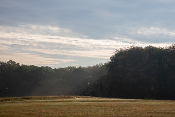 Wall Mural - Morning mood at the edge of the forest, sun rays with light mist