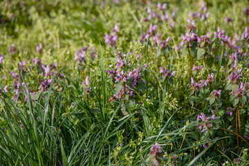 Wall Mural - Jasnotka purpureum (Latin Lamium purpureum). Small green leaves and purple flowers on a sunny day. Wild nettle blooming in the forest, Lamium purpureum. Spring purple flowers with leaves in close-up. 